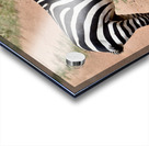 DSC 7332 Acrylic print