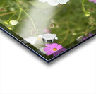 IMG 7088 Acrylic print