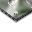 DSC 6658 Acrylic print