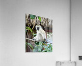 DSC 7014 Acrylic Print