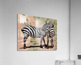 DSC 7332 Acrylic Print