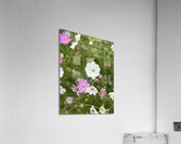 IMG 7088 Acrylic Print