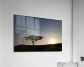 DSC 7211 Acrylic Print