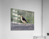 DSC 6658 Acrylic Print