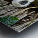 DSC 7014 Metal print