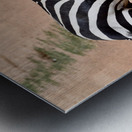 DSC 7332 Metal print