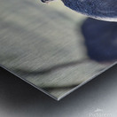 DSC 6682 Metal print