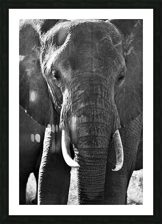 DSC 7276 Picture Frame print