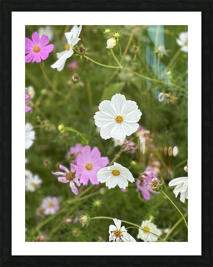 IMG 7088 Picture Frame print