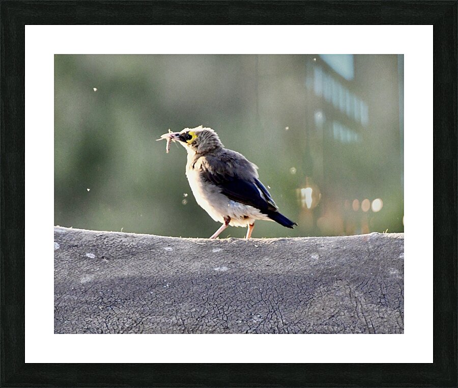 DSC 6658 Picture Frame print