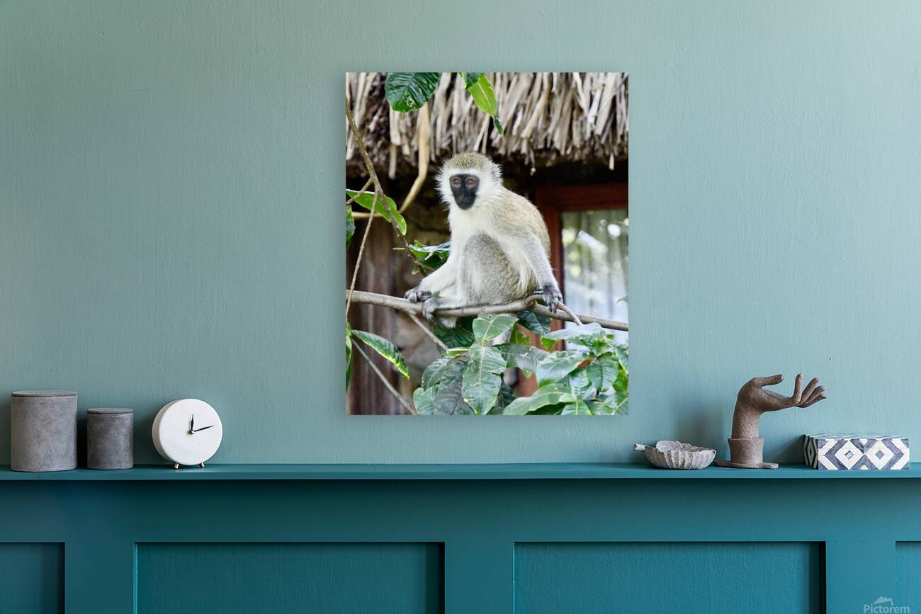 DSC 7014 Reproduction