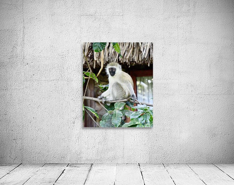 DSC 7014 Wall Preview