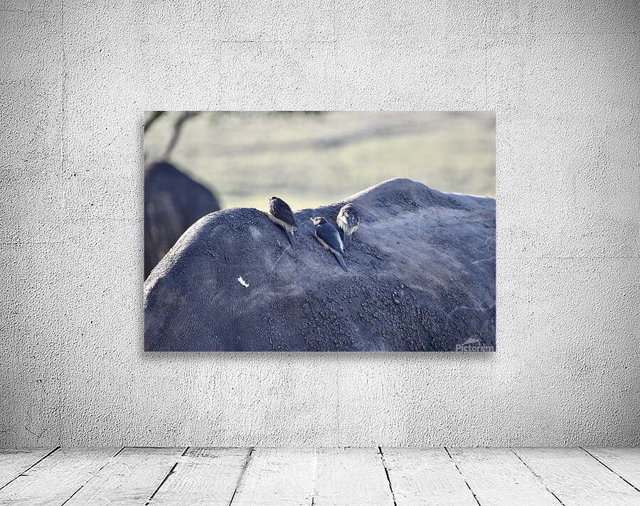 DSC 6682 Wall Preview