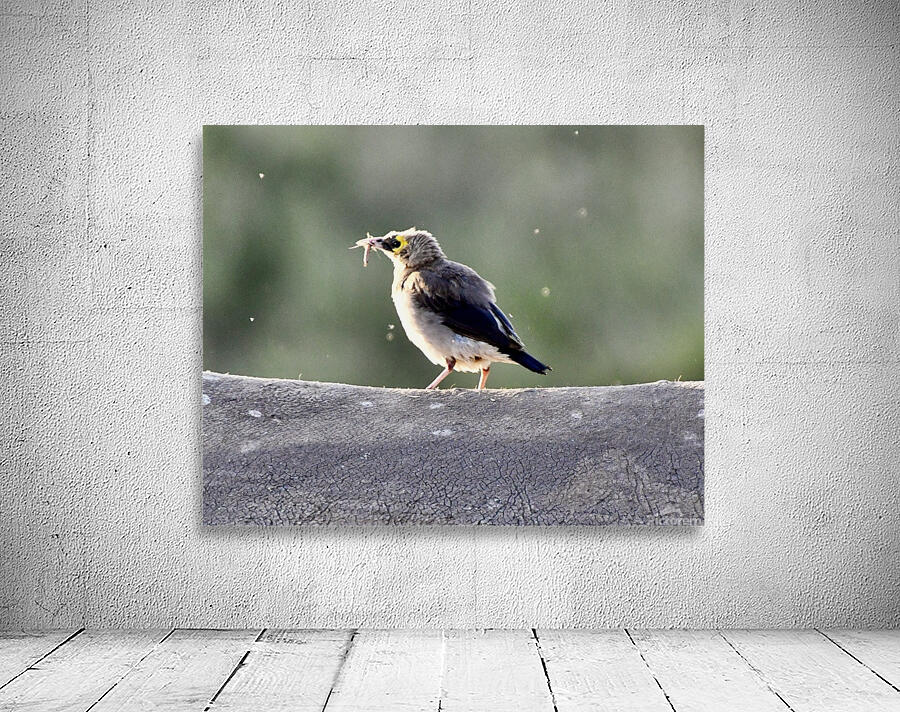 DSC 6658 Wall Preview