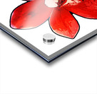 CYMBIDIUM ORCHID Acrylic print