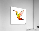 HUMMINGBIRD Acrylic Print