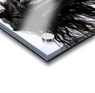 Friesian Black Horse - Mane Attraction Acrylic print