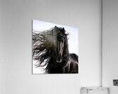 Friesian Black Horse - Mane Attraction Acrylic Print