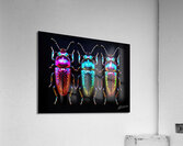 Scarab Blue Acrylic Print