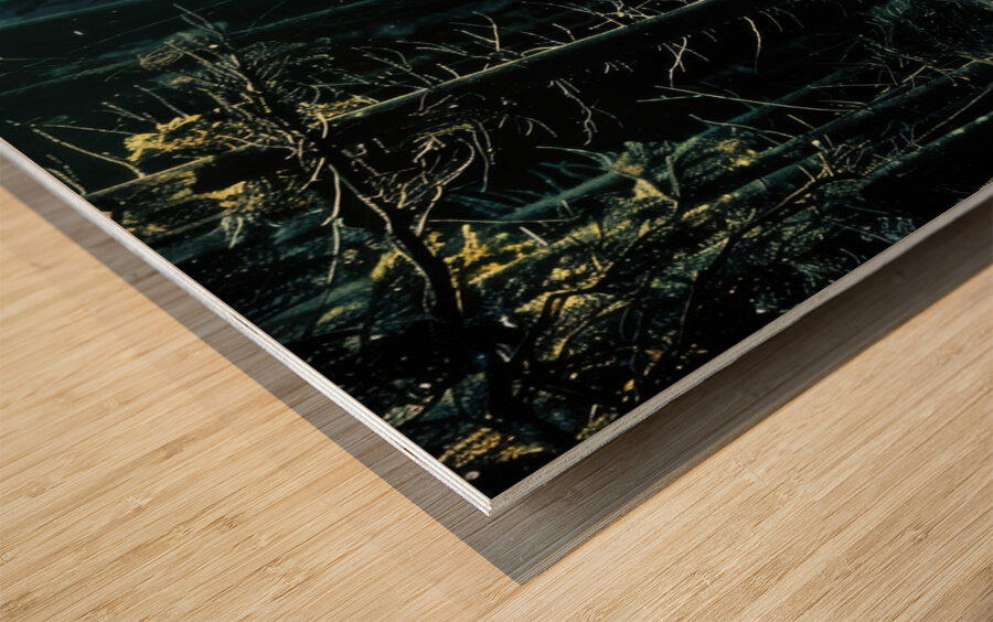 Track Of The Wolf  Wood print