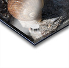 Snail on Tree Acrylic print