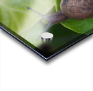 Snail on Leaf Acrylic print