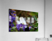 Hummingbird Acrylic Print