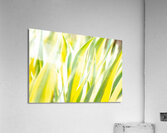 DSC 1962 Acrylic Print