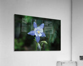 DSC 2332 Acrylic Print