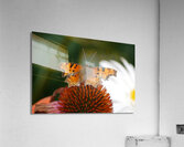 Vail Butterfly Acrylic Print