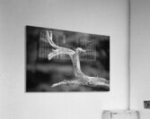 Lonely Branch Acrylic Print