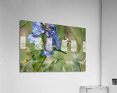 Thirsty Bee Acrylic Print