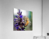  Bee on Purple Flowers Acrylic Print
