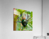 Japanese Beetle Acrylic Print