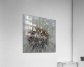 Dandelion Acrylic Print