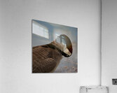 Grooming Goose Acrylic Print