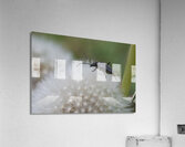 Beetle on Dandelion Acrylic Print