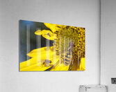 Bee on Yellow Flower Acrylic Print