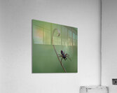Spider on Stalk Acrylic Print