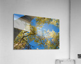 Sunlit Aspen Acrylic Print