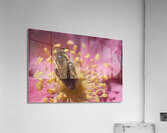 Bee on Pink Flower Acrylic Print
