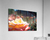JB0 4026 Acrylic Print