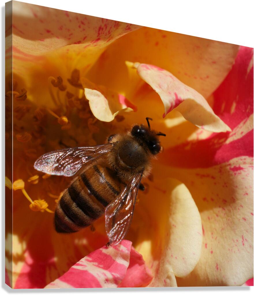 Bee on YellowOrange Flower Canvas Print