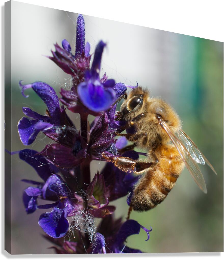  Bee on Purple Flowers Canvas Print