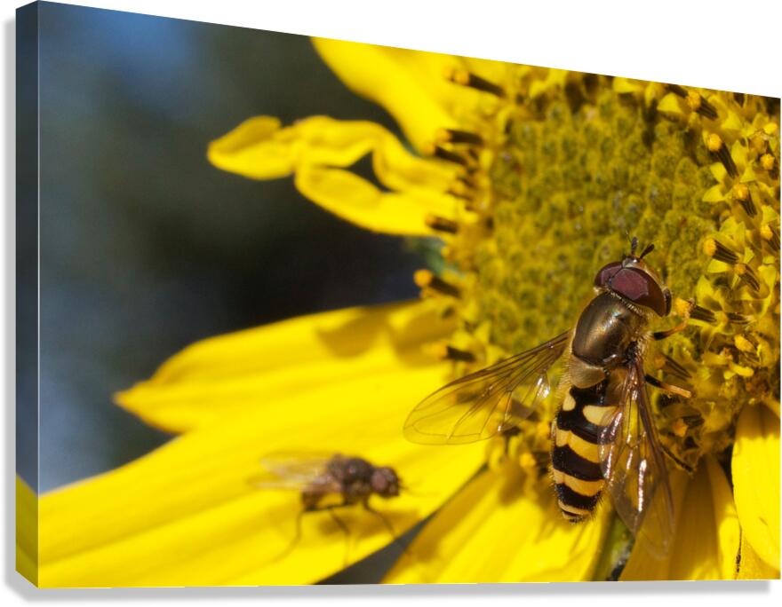 Bee on Yellow Flower Canvas Print