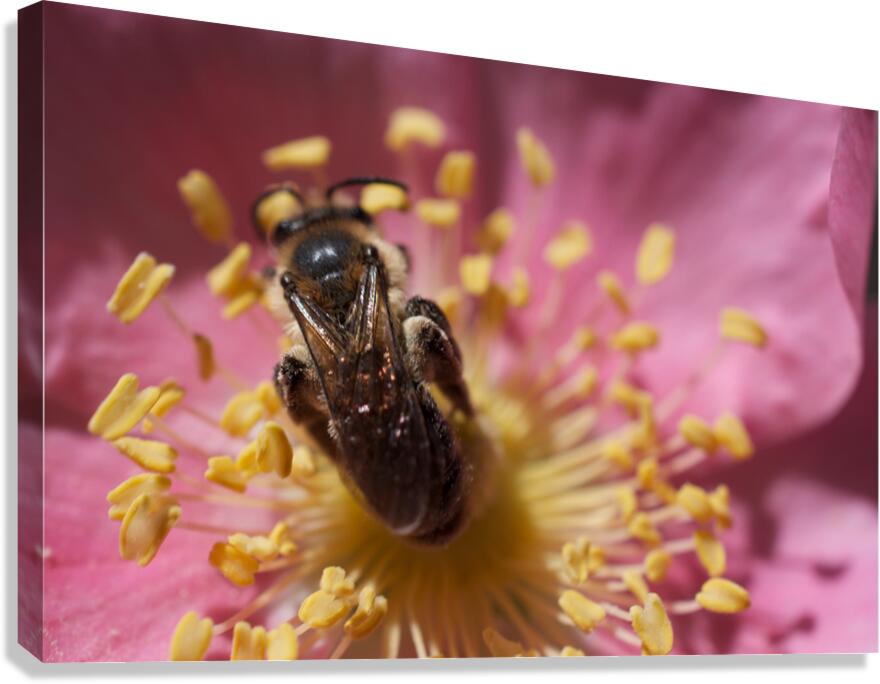 Bee on Pink Flower Canvas Print