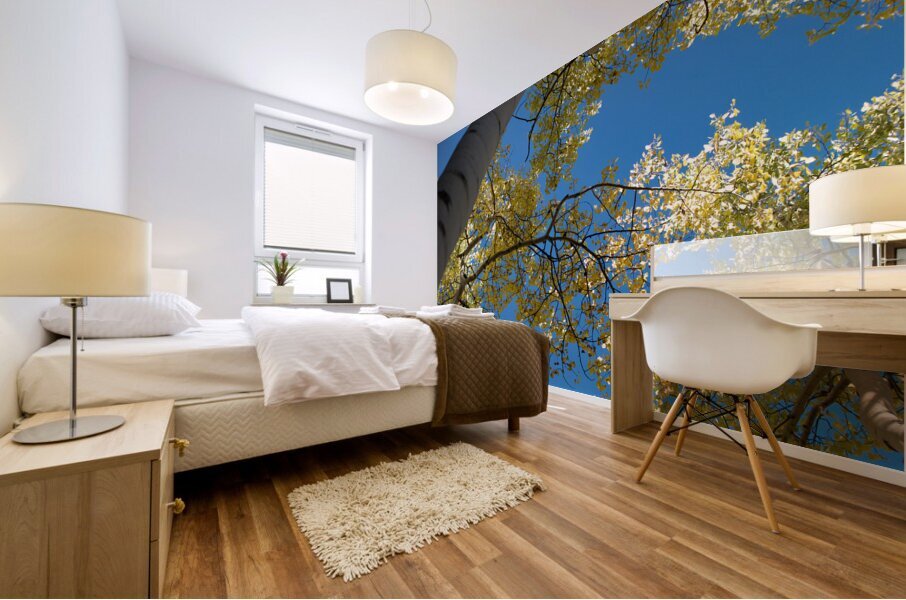 Sunlit Aspen Mural print