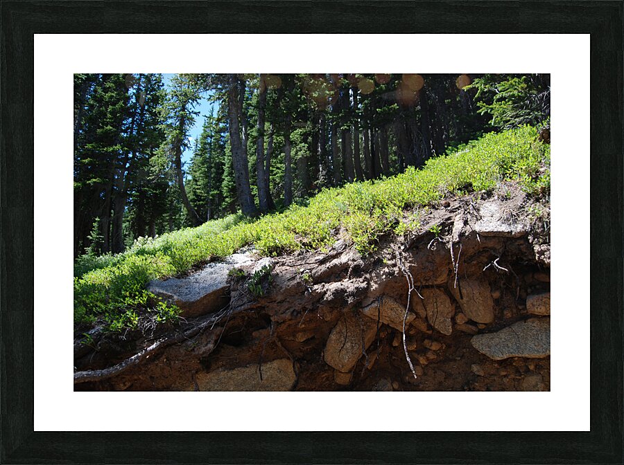 DSC 2493 Picture Frame print