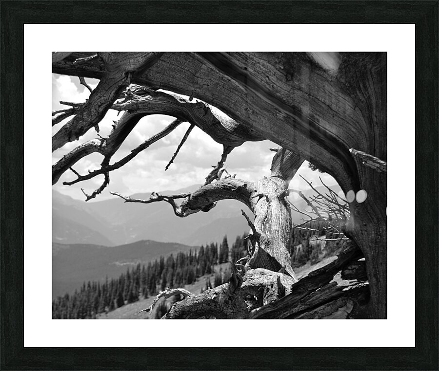 DSC 2481 Picture Frame print