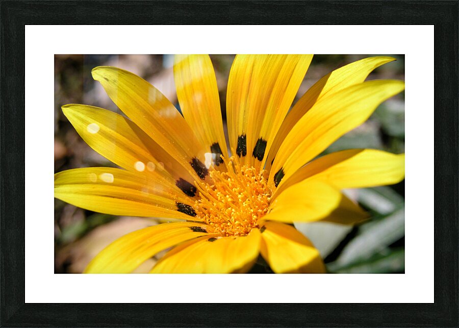 P9243808 Picture Frame print
